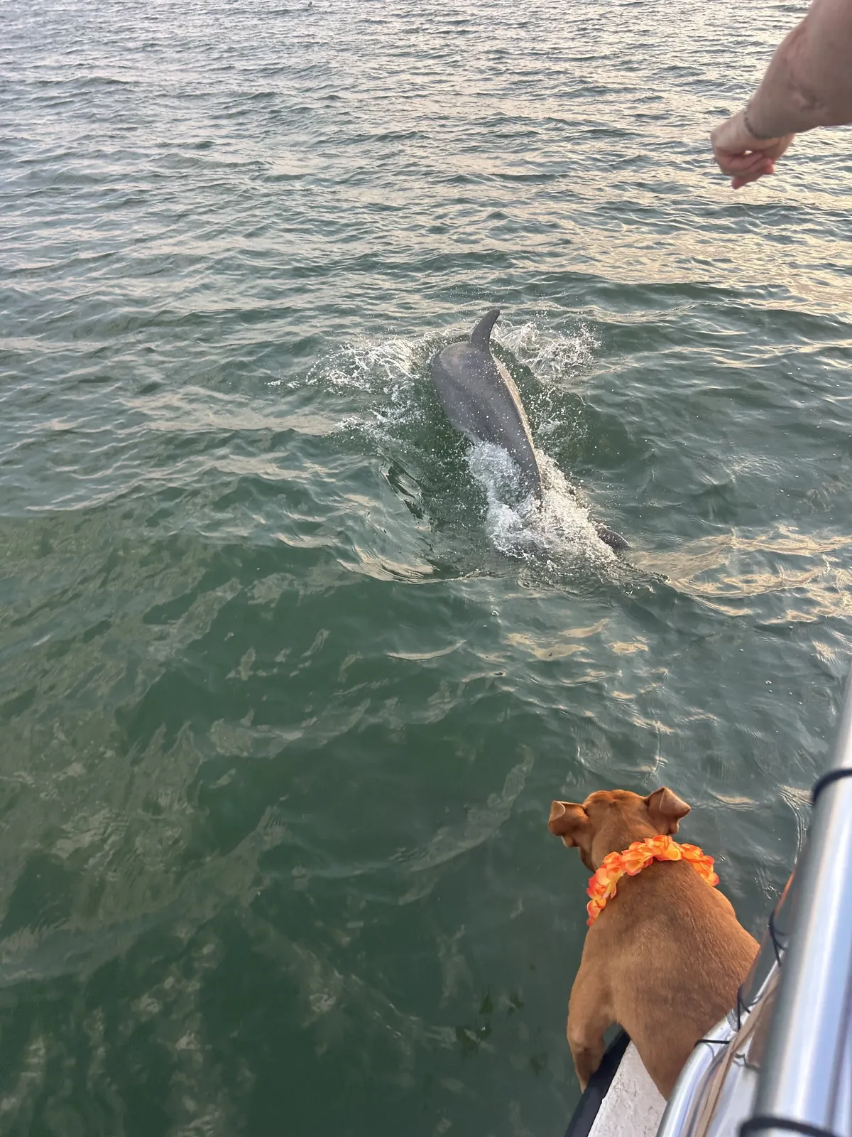 A dolphin surfacing beside the boat while Barrel the dog watches from the rail
